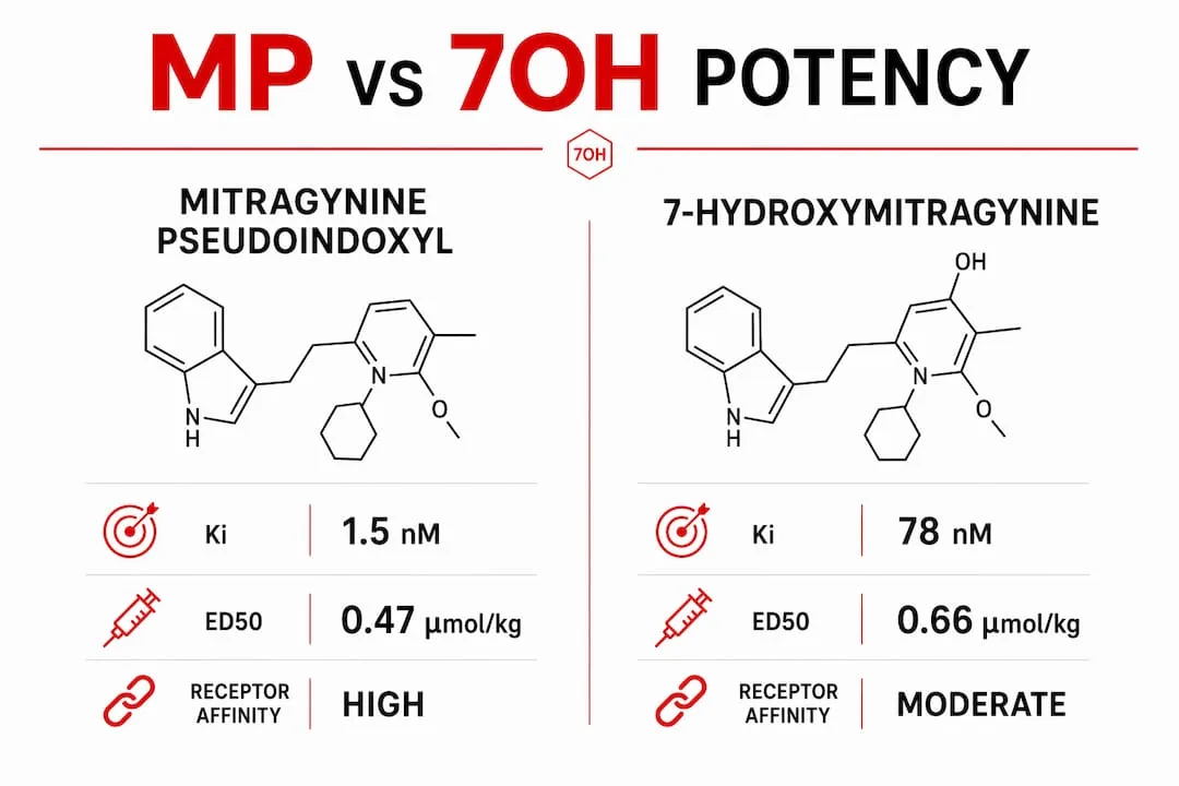 Infographic comparing MP and 7OH potency
